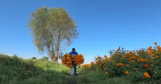 মেক্সিকোতে নভেম্বরের প্রথম দু’দিন ‘সেম্পাসুচিল’ ফুলের কেন এত কদর?